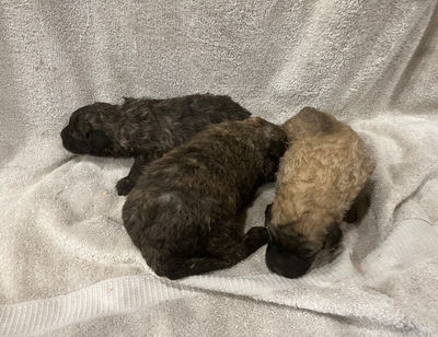 Chiots Bouvier des Flandres, View more