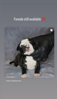 Alpha Blue Bulldog puppies available ❗️