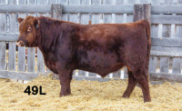 Yearling Red Angus Bulls
