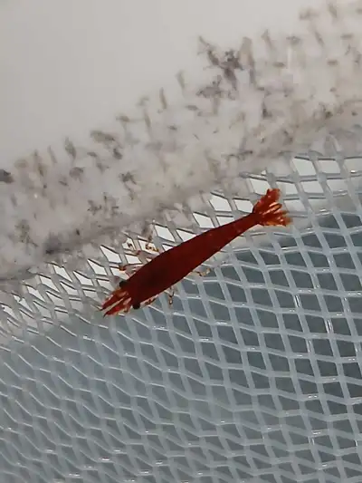 bloody Mary Shrimp! , View more