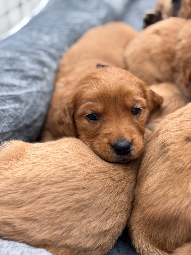 Golden Retrievers in Dogs & Puppies for Rehoming in St. Albert
