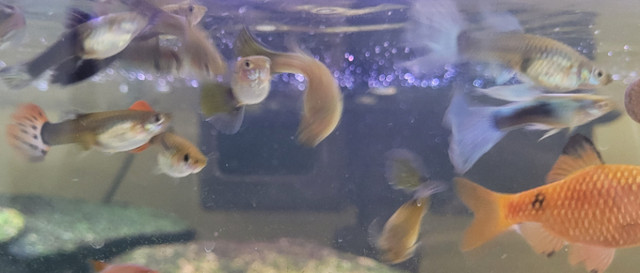 Guppies looking for new tanks in Fish for Rehoming in North Bay - Image 2