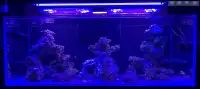 aquarium with overflow