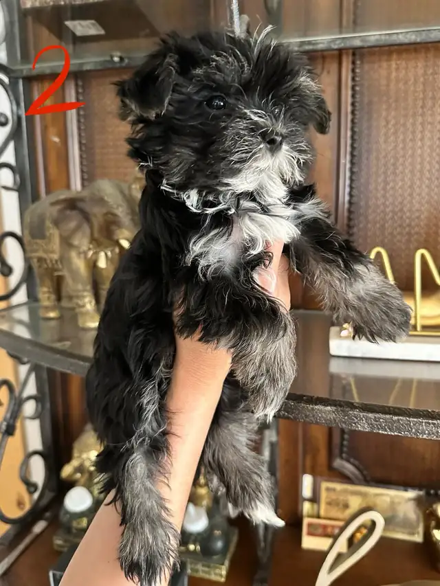morkies male in Dogs & Puppies for Rehoming in Gatineau - Image 4