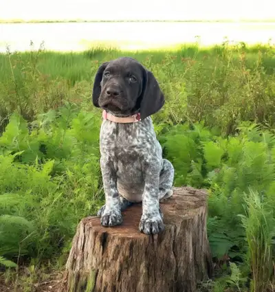 German Shorthair Pointer, View more