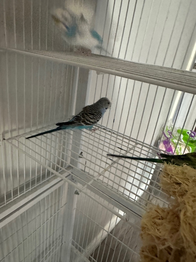 Proven breeding budgie trio. 2 female and 1 male  in Birds for Rehoming in Trenton - Image 2