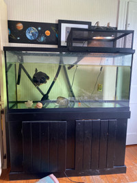 90 gallon tank with stand and fluval fx4 must take turtle 