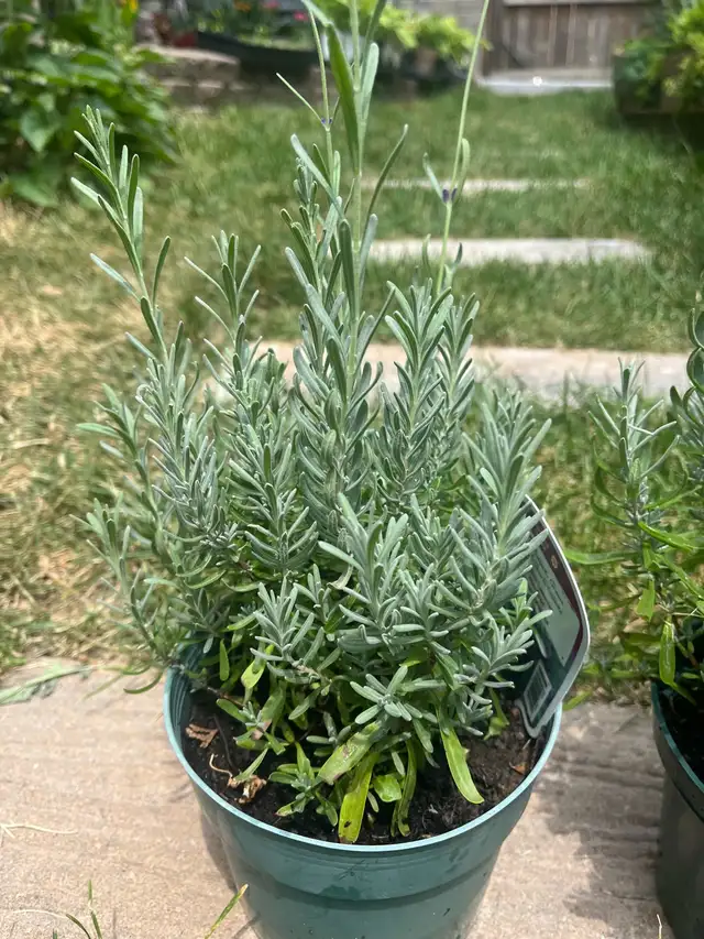 lavender perennials plants515793640930027521