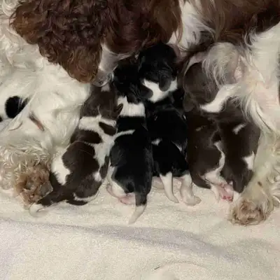 Cocker Spaniel puppies have arrived! We have 6 beautiful and healthy puppies, born on Sunday, June.0...