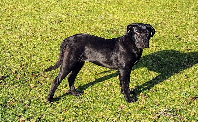 Female cane Corso available  in Dogs & Puppies for Rehoming in Parksville / Qualicum Beach - Image 2