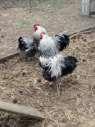 fertilized silver laced Wyandotte hatching eggs , View more