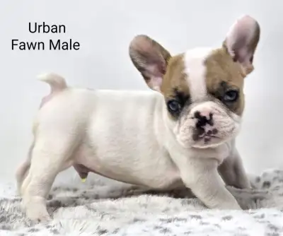 French Bulldog Puppies, View more