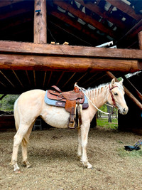 PALOMINO QUARTER HORSE FILLY