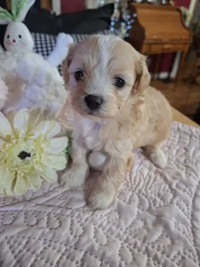 maltipoo  , View more