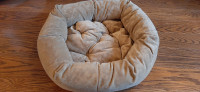 Dog Bed for Sale