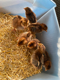 Speckled Sussex Chicks