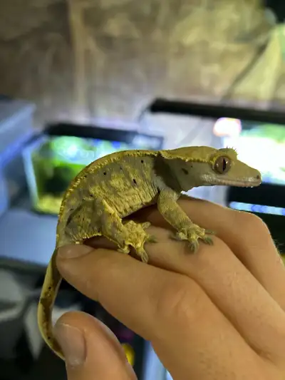 Crested Gecko (trade for mourning geckos), View more