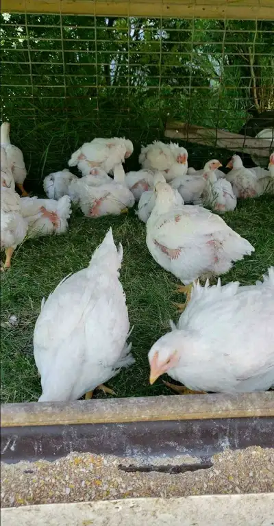 Pasture raised fresh whole meat chickens, View more