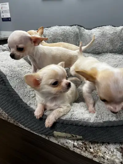 CUTE Chihuahua Puppies Purebred, View more