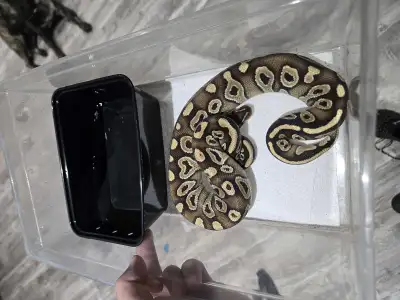 Het Monsoon Trio, View more