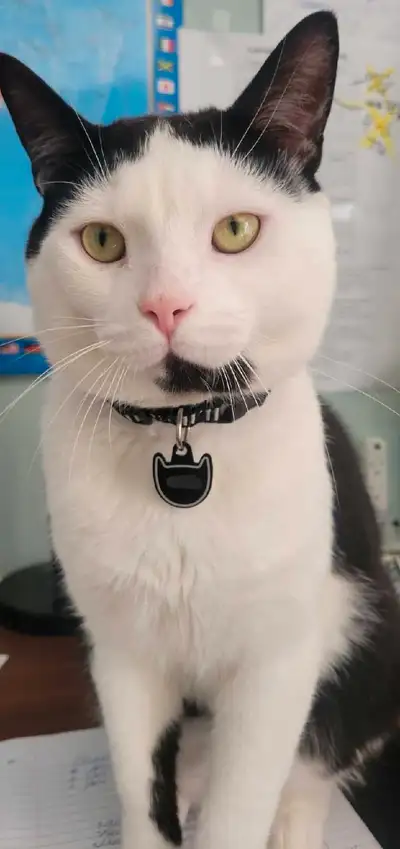 Mr. kitty looking for forever home , View more