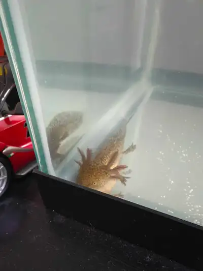 Selling 2 juvenile axolotls with full tank setup included. Healthy and active Currently eating pelle...