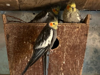 Cockatiels