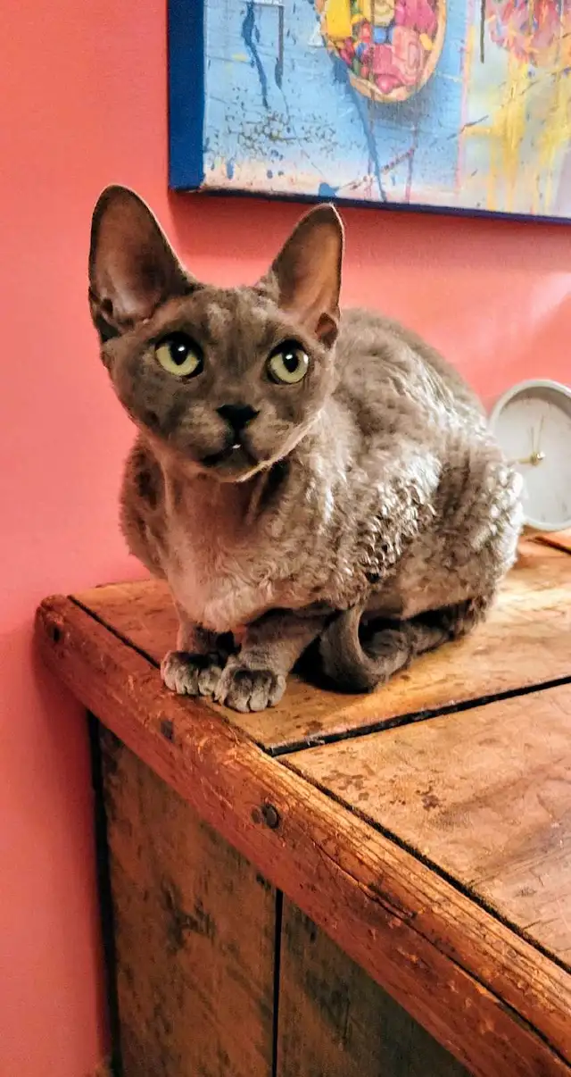 Chatte Devon Rex femelle in Cats & Kittens for Rehoming in Laval / North Shore - Image 4