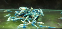 Blue Bolts Shrimps 
