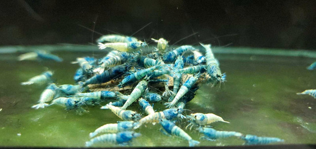 Blue Bolts Shrimps  dans Animaux de ferme  à Laval/Rive Nord