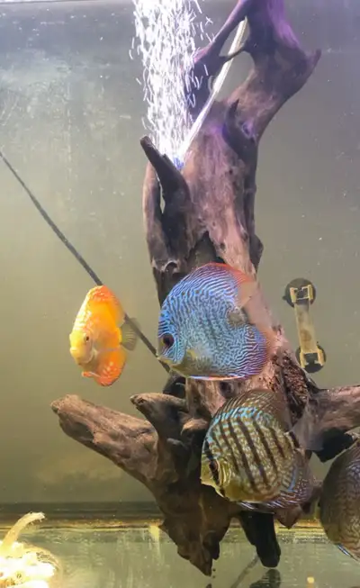 These are my Beautiful Adult discus. I have 10 discus that average from 4.5” -6.5”. I’m selling thes...