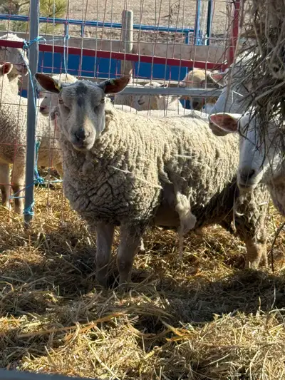 We have ewes for sale. Mixed breeds such as Dorsetx and Arcott x. One bred for September 30 th lambi...