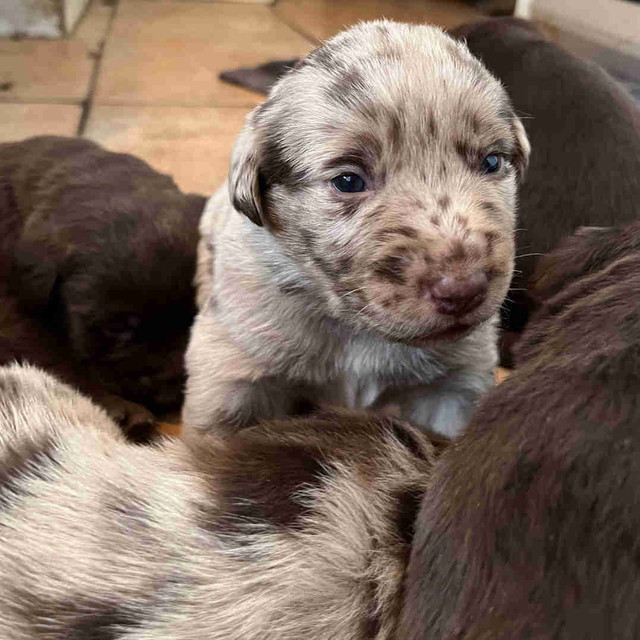 Chiots berger australien croisé labrador Chiens et chiots à adopter Victoriaville Kijiji