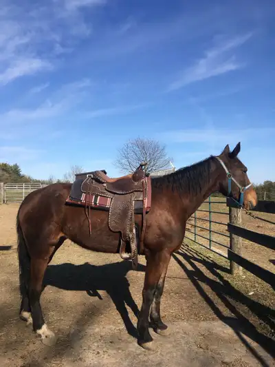 Horse Board Available , View more