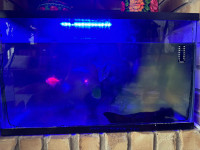 Fish Aquarium