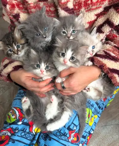 Purebred Siberian Kittens with Vaccines!, View more
