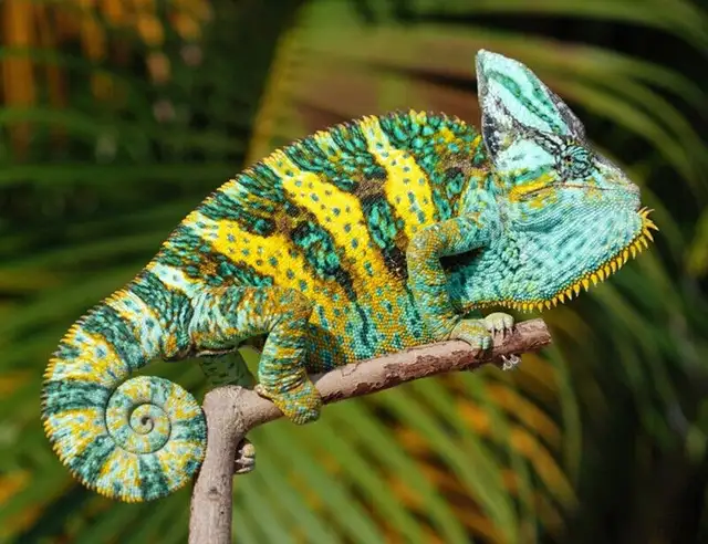 WE HAVE A HUGE SELECTION OF REPTILES & AMPHIBIANS in Reptiles & Amphibians for Rehoming in Muskoka - Image 3