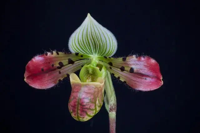 Many varieties of orchids in Plants, Fertilizer & Soil in City of Toronto - Image 8