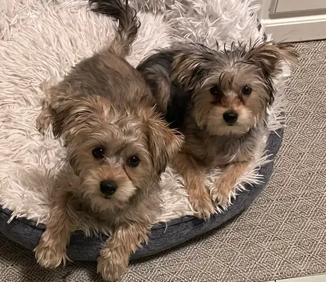 ❤️ only 2 left Adorable Teddy Bear Biewer Yorkie  puppies in Dogs & Puppies for Rehoming in Edmonton - Image 2