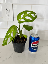 Healthy indoor plant - philodendron esqueleto 
