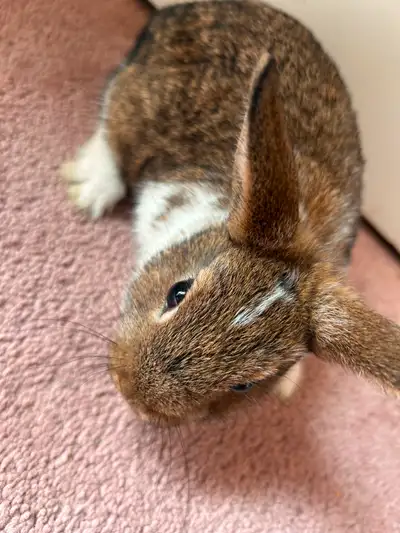 8 weeks old Trained Brown and white mixed fur Mix breed and dwarf