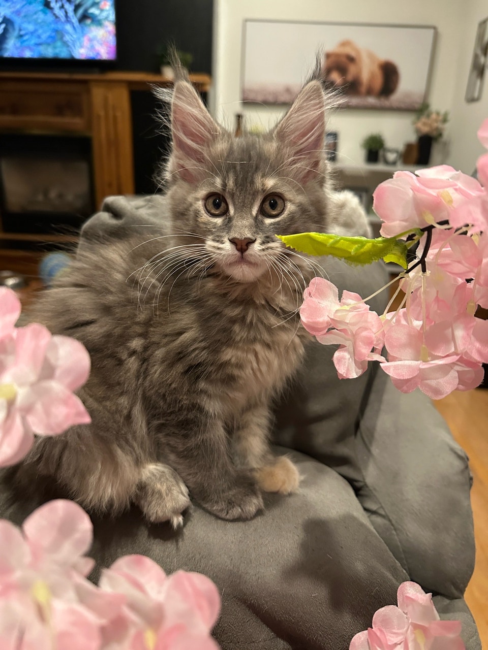 Gorgeous Maine Coon Kittens - only 3 left | Cats & Kittens for Rehoming ...