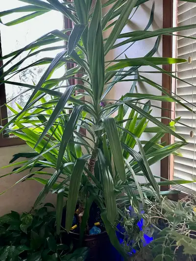 CORN PLANT STEM FREE (LARGE HOUSEPLANT) - READY TO PLANT, View more