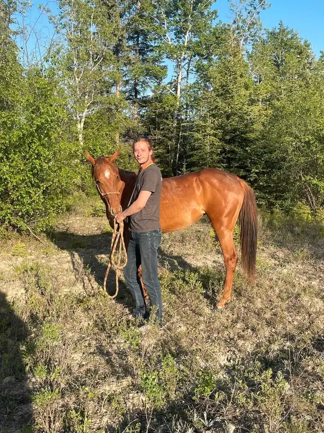 2023 filly  in Horses & Ponies for Rehoming in Cranbrook - Image 2