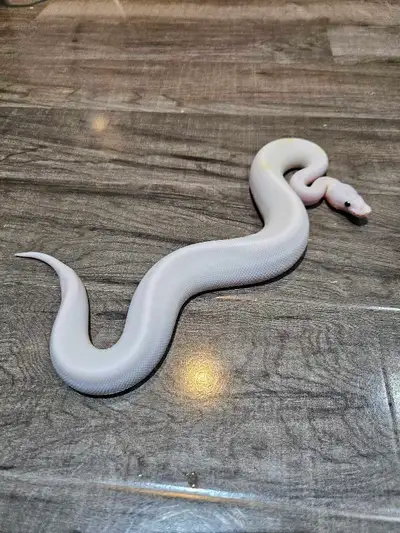 super fire pastel clown od ballpython , View more