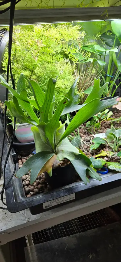 Mature Staghorn Fern in excellent condition. Planted in nursery pot and actively growing with strong...