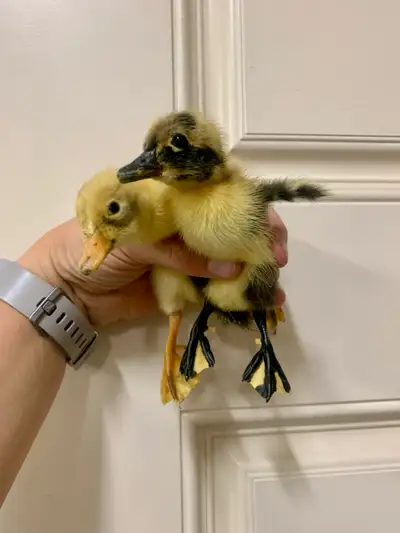 5 Ancona ducklings left. 3-4 days old More hatching this weekend. Located near Devon Unsexed