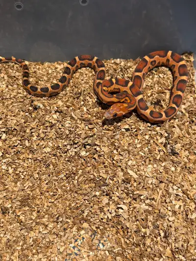 Scaleless Corn Snakes , View more