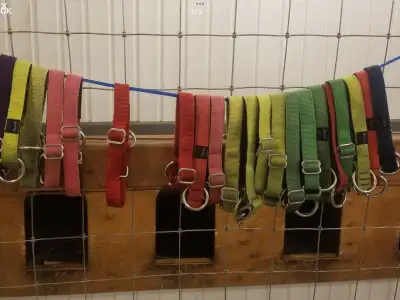 Plusieurs colliers  pour chiens.  de traîneaux NAHAK 10$ chacun , View more