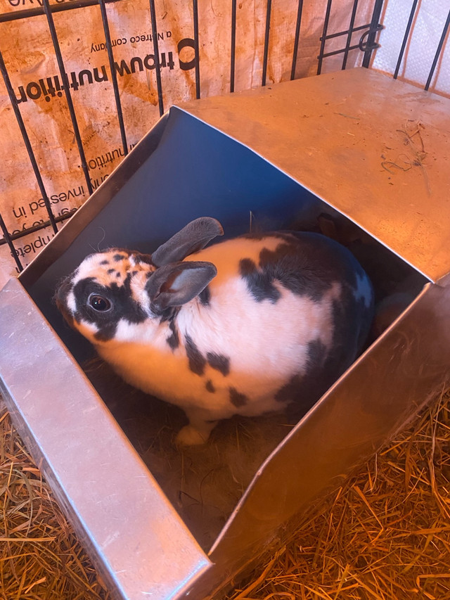 Mini Rex rabbits  in Small Animals for Rehoming in Edmonton